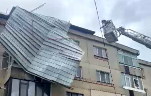 cod portocaliu de vijelie (8)