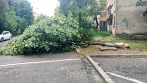 cod portocaliu de vreme rea (6)