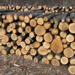 combatere-a-delictelor-silvice-5