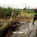 copac cazut pe carosabil arges (1)