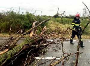 copac cazut pe carosabil arges (1)