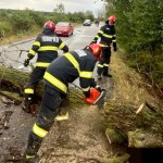 copac cazut pe carosabil arges (2)