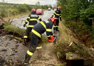 copac cazut pe carosabil arges (2)