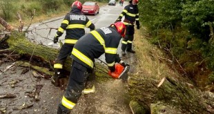 copac cazut pe carosabil arges (2)