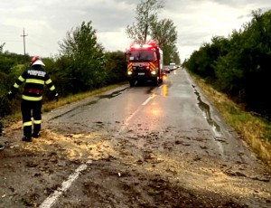 copac cazut pe carosabil arges (3)