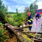 copac cazut pe carosabil arges (4)