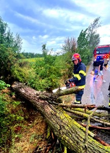 copac cazut pe carosabil arges (4)