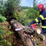 copac cazut pe carosabil arges (5)