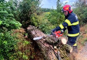 copac cazut pe carosabil arges (5)