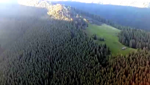 incendiu padure arges (4)