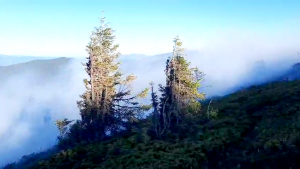 incendiu padure arges (5)