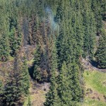 incendiu padure franta (6)