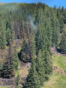 incendiu padure franta (6)