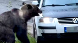 intenția de a lovi un urs