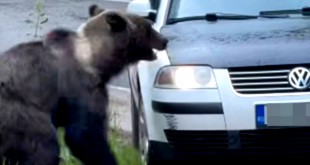 intenția de a lovi un urs