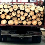transport-de-material-lemnos-confiscat-1