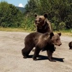 În-Argeş-sunt-peste-1.200-de-exemplare