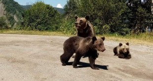 În-Argeş-sunt-peste-1.200-de-exemplare