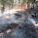 Arderea necontrolată a vegetației (1)