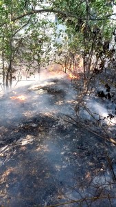 Arderea necontrolată a vegetației (1)