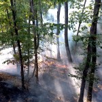 Arderea necontrolată a vegetației (2)