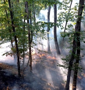 Arderea necontrolată a vegetației (2)
