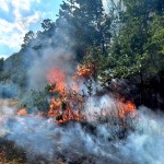 Arderea necontrolată a vegetației (3)