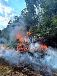 Arderea necontrolată a vegetației (3)