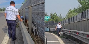 capre aflate pe partea carosabilă, kilometrului 116