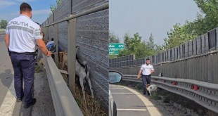 capre aflate pe partea carosabilă, kilometrului 116