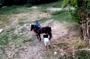 chinuiau un cal legat de copac