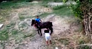 chinuiau un cal legat de copac