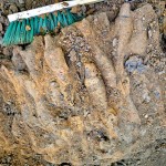 munitie gasita -bascov (1)