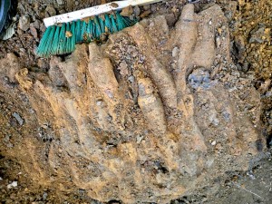 munitie gasita -bascov (1)