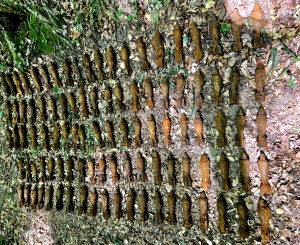 munitie gasita -bascov (2)