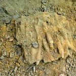 munitie gasita -bascov (5)