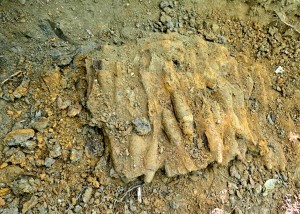 munitie gasita -bascov (5)