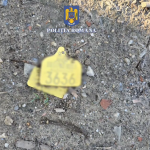 prins în flagrant (10)