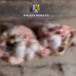 prins în flagrant (5)