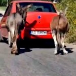 protecția animalelor (1)
