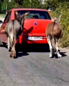 protecția animalelor (1)