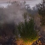 Evenimente arges (4)