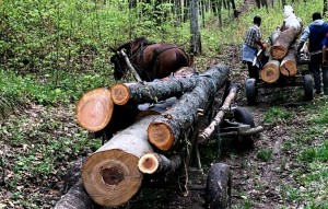 Prinşi-cu-lemne-fără-acte