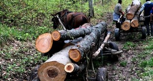 Prinşi-cu-lemne-fără-acte