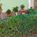 gradina ilegala la bloc (1)