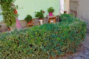 gradina ilegala la bloc (1)