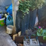 gradina ilegala la bloc (4)