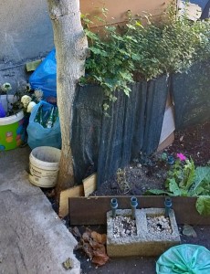 gradina ilegala la bloc (4)