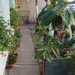 gradina ilegala la bloc (7)