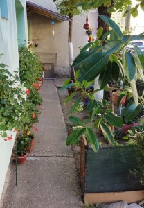 gradina ilegala la bloc (7)